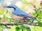 Spil Hidden Spots Birds online