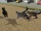 Spil Run Cat Cat Race online