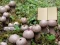 Spil Lycoperdon Mushroom Land Escape online