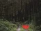 Spil Dense Forest Deer Escape online