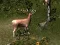 Spil Sniper Hunting Deadly Animal online