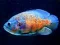 Spil Tiger Fish Jigsaw online