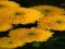 Spil Chrysanthemums Jigsaw online