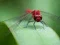 Spil Dragon Fly Jigsaw online