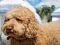 Spil Labradoodle Jigsaw online