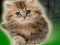 Spil Couple Kitten Escape online