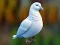 Spil Realistic Pigeon Rescue online