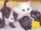 Spil Jigsaw Puzzle: Playing Cats online