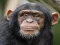 Spil Chimpanzee Jigsaw online