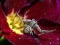 Spil Crab Spider Jigsaw online