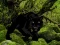 Spil Escape from Black Panther Forest online