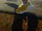 Spil Worm online