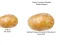 Spil Potato Construct 2 Edition online