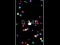 Spil Pop Ball online