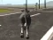 Spil Crazy Bull City online