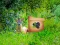 Spil Return To Alsunga Forest online