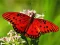 Spil Nature Jigsaw Puzzle Butterfly online