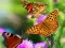 Spil Butterfly Slide online