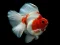 Spil Gold Fish Jigsaw Puzzle online
