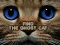Spil Find the Ghost Cat online
