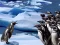 Spil Penguins Slide online