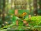 Spil Birds Slide online