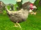 Spil Chicken Shooter online