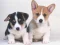 Spil Cute Puppies Puzzle online