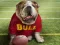 Spil Funny Doggy online