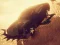 Spil Car vs Zombie Derby online