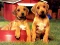 Spil Puppy Pairs Puzzle online