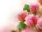 Spil Pink Roses online