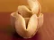 Spil Fortune Cookies online