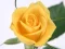 Spil Yellow Roses online