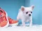 Spil Lovely Puppy Puzzle online