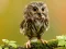 Spil Animal Hidden Stars online