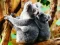 Spil Cute Baby Koala Bear online