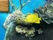 Spil Big fish eats small online