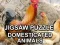 Spil Jigsaw Puzzle Domesticated Animals online
