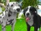 Spil Dog Simulator 3d online