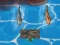 Spil Titanic Shark Attacks online