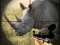 Spil Wild Rhino Hunter online