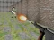 Spil Bullet Fire online