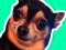 Spil What meme dog are you ? online