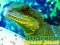 Spil Chinese Water Dragon Jigsaw online