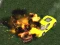 Spil Crazy Demolition Derby V1 online