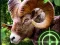 Spil Crazy Goat Hunter 2020 online