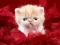 Spil Funny Kitty online