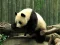 Spil Pandas Puzzle online