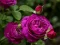 Spil Purple Roses online